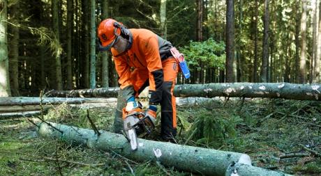 Wykonywanie usług z zakresu gospodarki leśnej na terenie Nadleśnictwa Miechów w roku 2021 - pakiety numer: 02.02, 03.03, 05.03